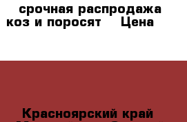  срочная распродажа коз и поросят  › Цена ­ 3 000 - Красноярский край, Манский р-н, Степной Баджей с. Животные и растения » Другие животные   